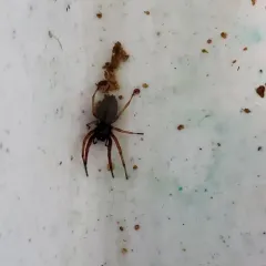 Broad-faced Sac Spider thumbnail 3