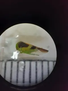 Populicerus lunaris thumbnail 1