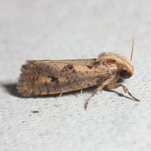 Clemens' Grass Tubeworm Moth