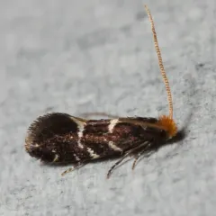 Eudarcia eunitariaeella thumbnail 1