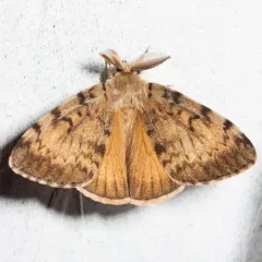 Spongy Moth thumbnail 2