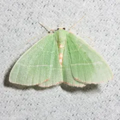 Red-fringed Emerald thumbnail 3