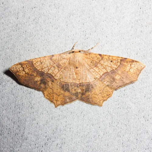 Oak Besma Moth