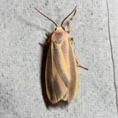 Painted Lichen Moth thumbnail 2