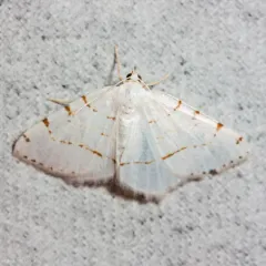 Lesser Maple Spanworm Moth thumbnail 2