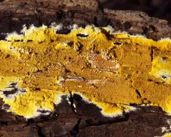 Phlebiodontia subochracea thumbnail 3