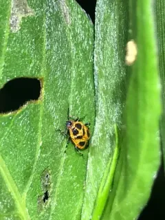 Red Smartweed Miridae thumbnail 2