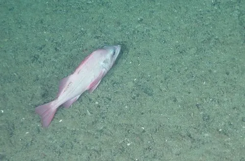 Pacific Ocean Perch