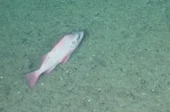 Pacific Ocean Perch thumbnail 1