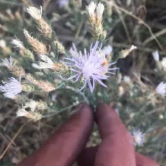 diffuse knapweed thumbnail 2