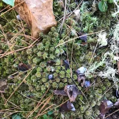 Northern Peatmoss thumbnail 3
