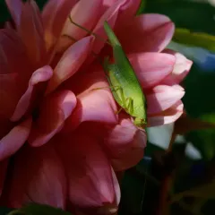 Mediterranean Katydid thumbnail 4