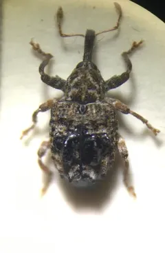 Conotrachelus corni thumbnail 4