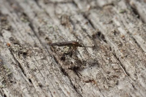 Anopheles freeborni