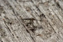 Anopheles freeborni thumbnail 1