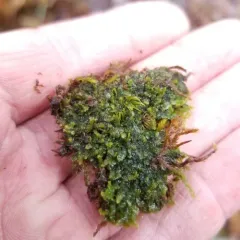 Trunk Pawwort thumbnail 3