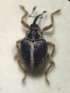 Ceutorhynchus semirufus thumbnail 3