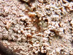 Coccotrema maritimum thumbnail 3
