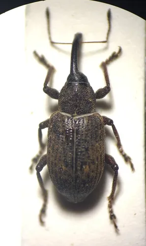 Notaris scirpi
