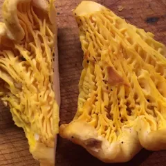 Pacific Golden Chanterelle thumbnail 4