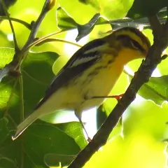 Blackburnian Warbler thumbnail 2