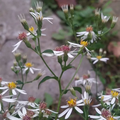 White Wood Aster