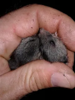 Northwestern Deer Mouse thumbnail 2