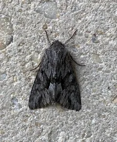 Dark Grey Fishia Moth thumbnail 2
