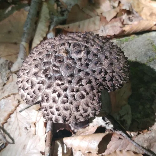 Old-man-of-the-woods
