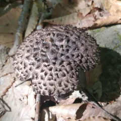 Old-man-of-the-woods thumbnail 1