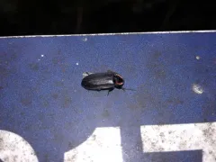 Pacific Northwest firefly thumbnail 3