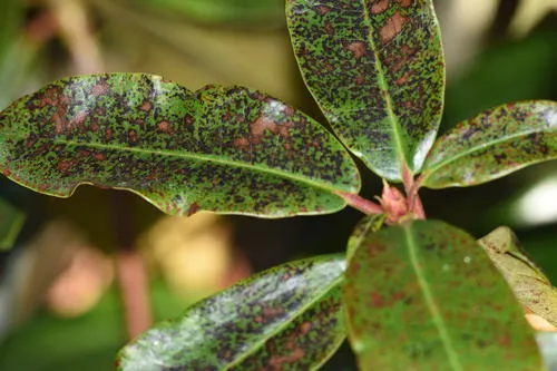 Sphaerulina azaleae