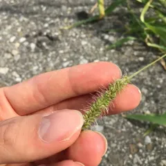 hooked bristle grass thumbnail 4
