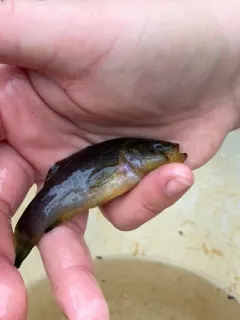 Western Pirate Perch thumbnail 3