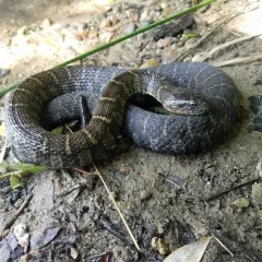 Common Watersnake thumbnail 3