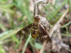 Huron Shore Bee Fly thumbnail 2