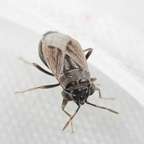Large Big-eyed Bug