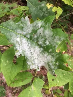 Erysiphe extensa thumbnail 2
