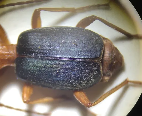 Oval-winged Bombardier Beetle