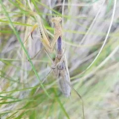 European Mantis thumbnail 3