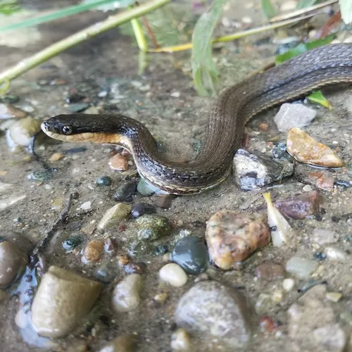 Queensnake