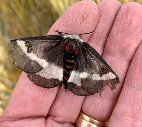 Coastal Barrens Buck Moth