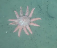 Grooved Sun Star thumbnail 2