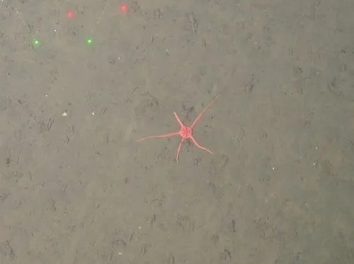 Superb Armored Brittle Star