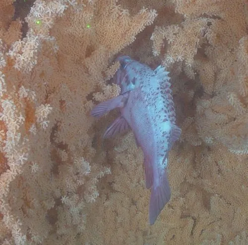 Black-spotted rockfish