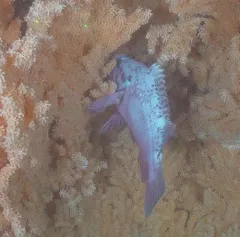 Black-spotted rockfish thumbnail 1