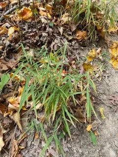 Cliff Muhly thumbnail 4