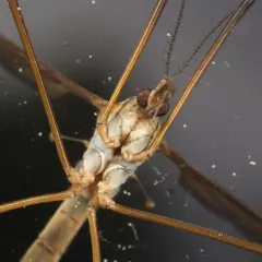 European Crane Fly thumbnail 4