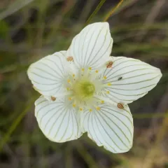 fen grass of Parnassus thumbnail 3