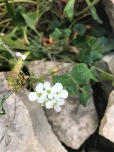 White Wall-rocket